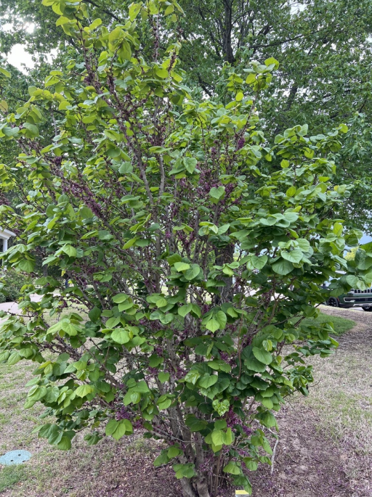 紫荆（豆科紫荆属的一种植物）