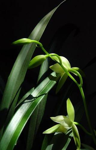 幽兰（陶渊明著诗作）