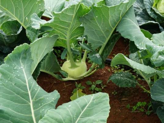 擘蓝（十字花科芸薹属植物）