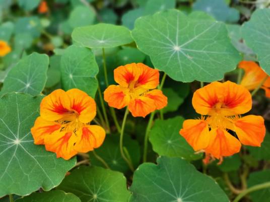 旱金莲（旱金莲科旱金莲属植物）