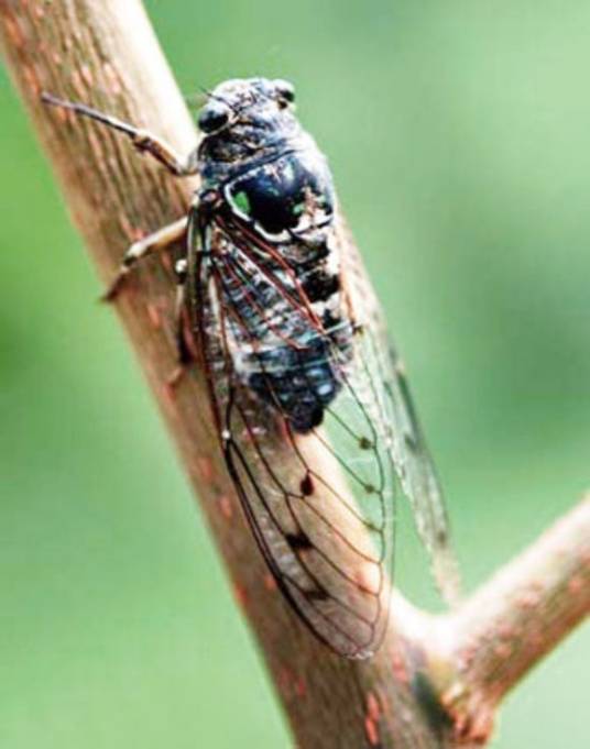 寒蝉（同翅目蝉科动物）