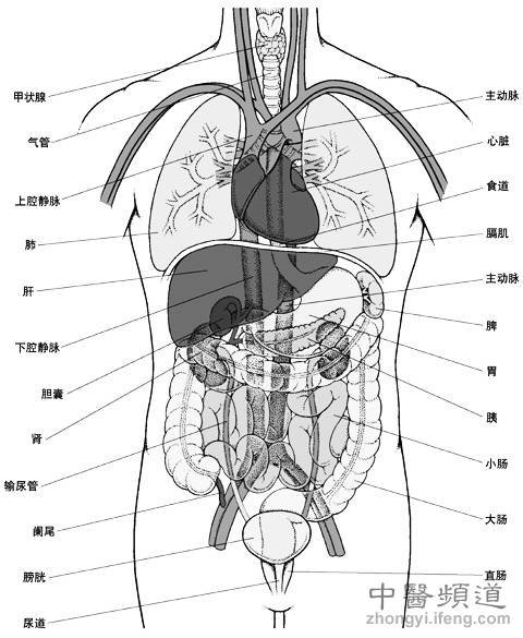 五脏六腑（成语）