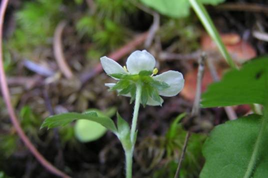 野草莓（蔷薇科草莓属植物）
