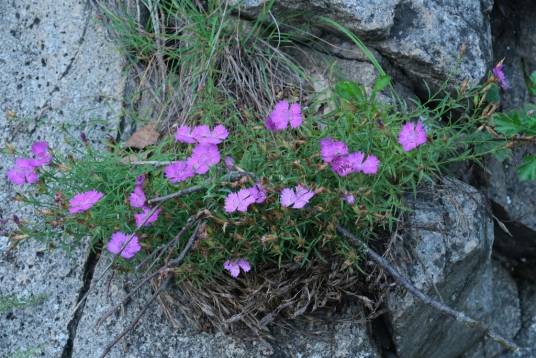 石竹（石竹科石竹属植物）