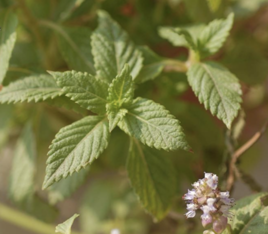 凉粉草(唇形科逐风草属植物)