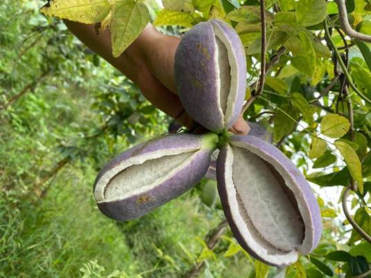八月瓜(木通科八月瓜属植物)