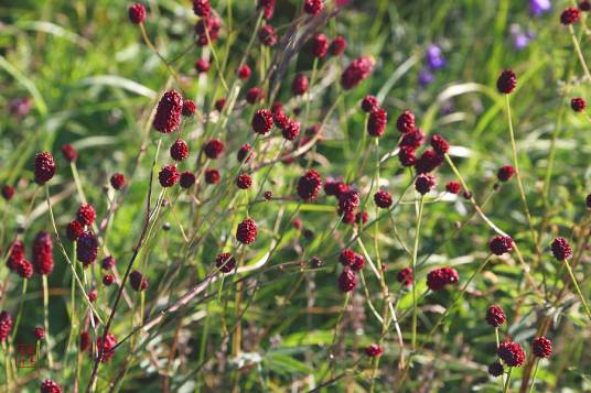 地榆（蔷薇科地榆属植物）