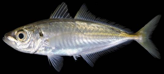 竹荚鱼(鲹科、竹荚鱼属鱼类)