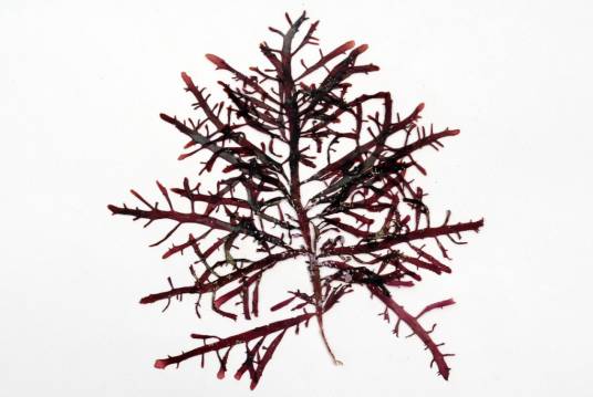 石花菜（石花菜科石花菜属植物）