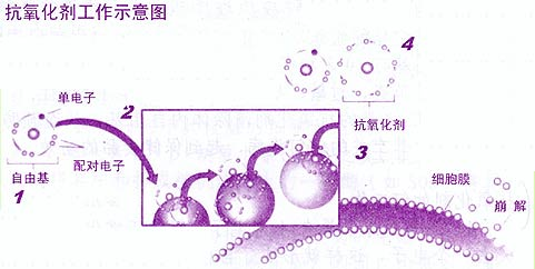 氧化剂（常规具有氧化作用的化学用品）