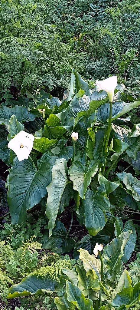 马蹄莲