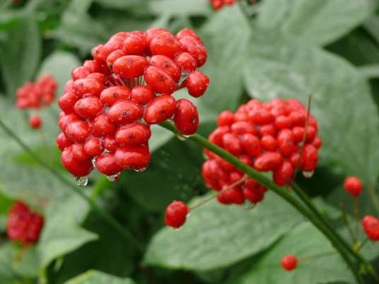 吉林长白山人参