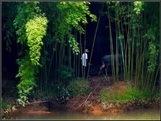 空竹(禾本科空竹属植物)