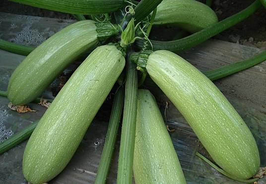西葫芦（葫芦科南瓜属植物）