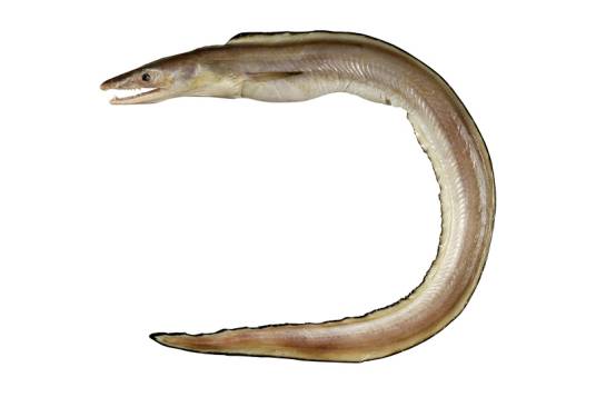 海鳗（鳗鲡总目海鳗科动物）