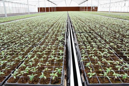 无土栽培(农业种植方式)