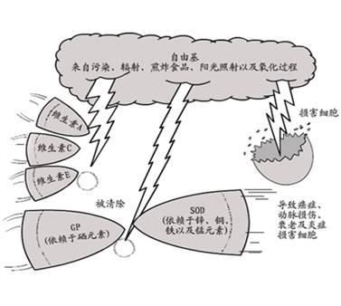 自由基（化学术语）