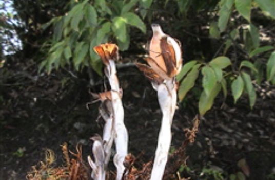 水晶兰（杜鹃花科水晶兰属植物）