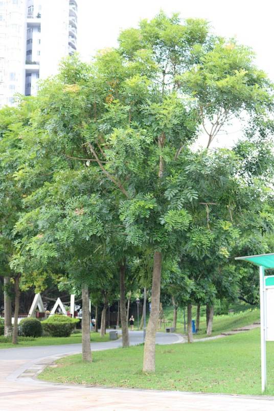 桃花心木（楝科常绿乔木）