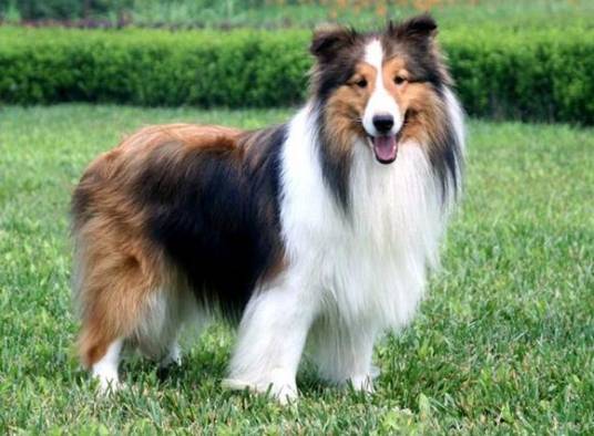 喜乐蒂牧羊犬(哺乳纲动物)