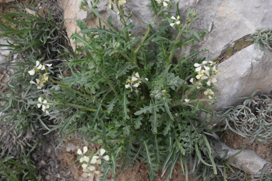 芝麻菜（十字花科芝麻菜属植物）