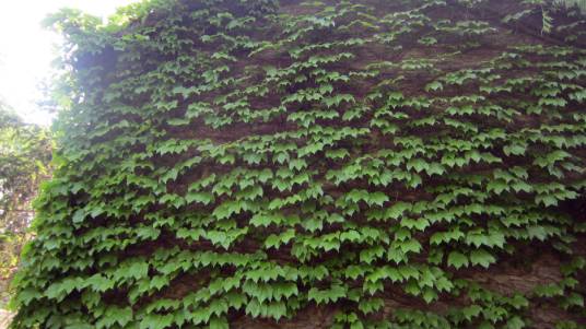 藤蔓（植物学名称）