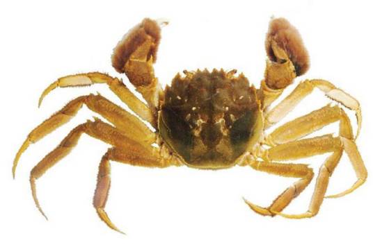 中华绒螯蟹（弓蟹科绒螯蟹属动物）