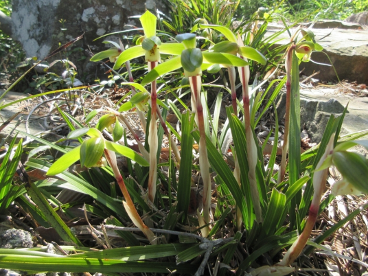 春兰（兰科兰属植物）