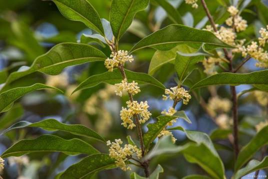 香叶（樟科月桂属植物）