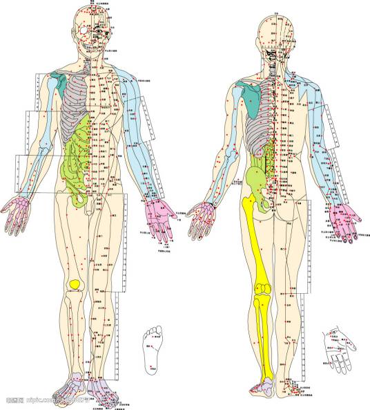 经络（科普知识）