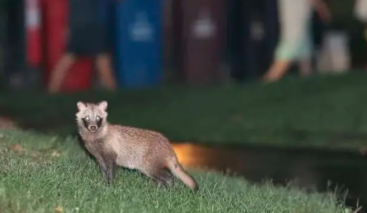 貉（犬科貉属动物）