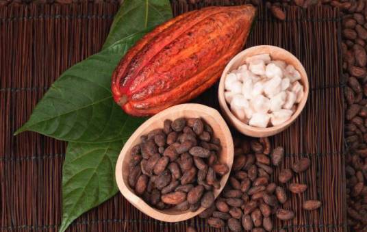 可可豆（梧桐科常绿乔木可可树的果实）