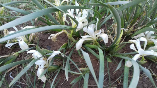 马蔺（鸢尾科鸢尾属植物）