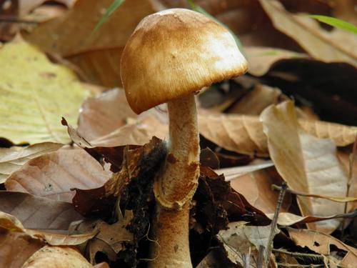 真菌（一种真核生物）