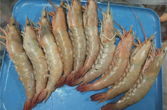 海虾（十足目虾科动物）