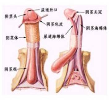 龟头