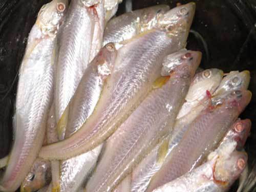 凤尾鱼（鳀科鲚属鱼类）