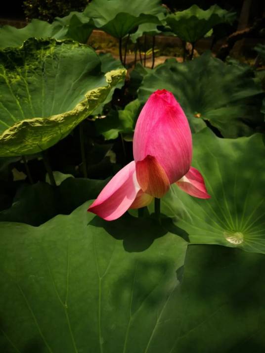 荷月（六月的别称）