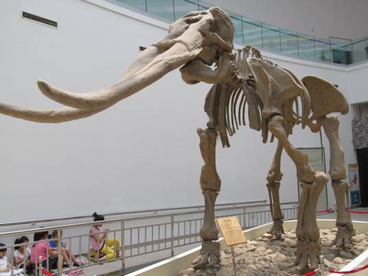 黄河象(古代剑齿象属动物)