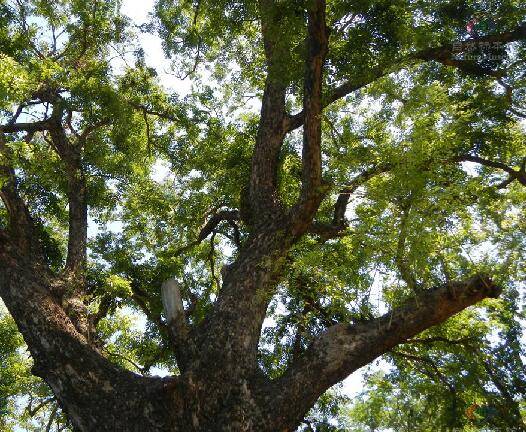 紫檀(豆科紫檀属植物)