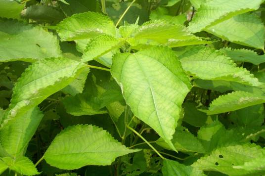苎麻（荨麻科苎麻属植物）