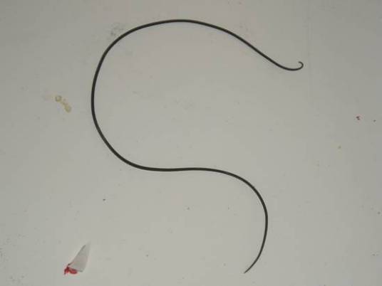 铁线虫（寄生虫、铁线虫纲蠕虫总称）
