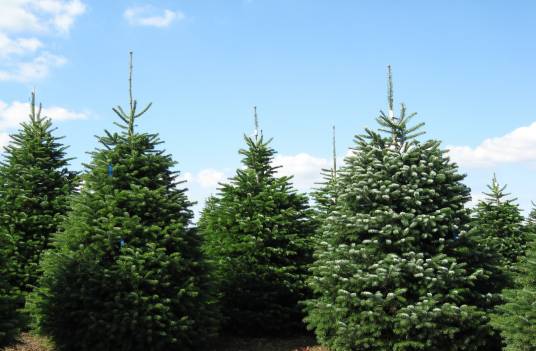 冷杉（松科冷杉属植物）