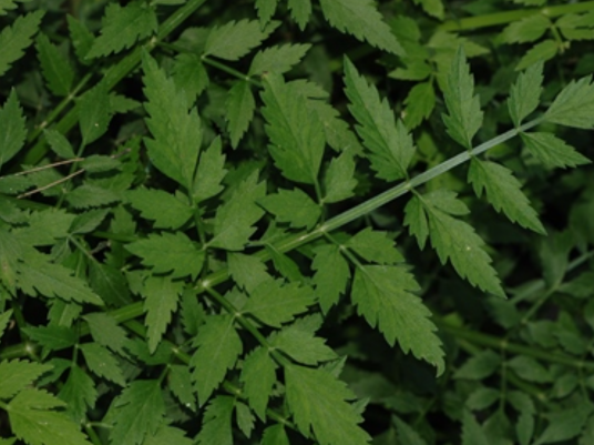 水芹（伞形科水芹属植物）