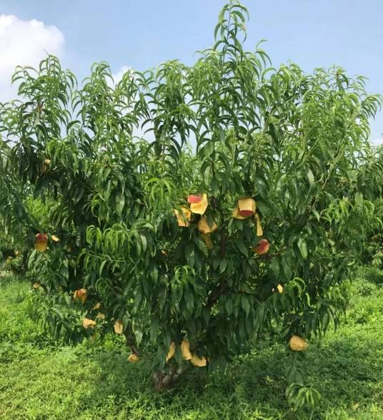 蟠桃（蔷薇科李属植物）