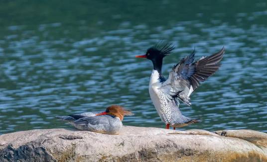 中华秋沙鸭（鸭科秋沙鸭属鸟类）