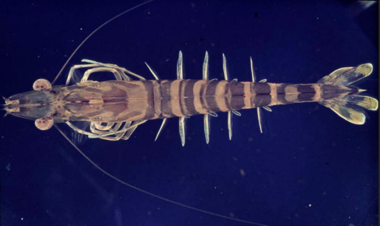 日本对虾（对虾科对虾属动物）