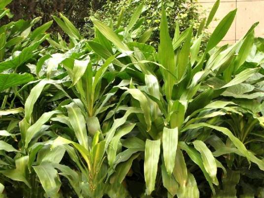 香龙血树（天门冬科龙血树属）