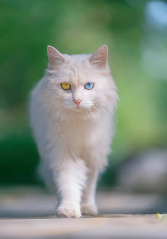 白猫（白色的猫）