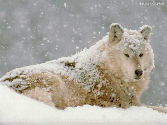 白眼狼（汉语词汇）